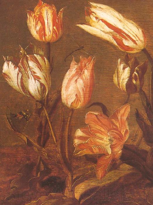 Jacob Gerritsz Cuyp Tulip Field Spain oil painting art